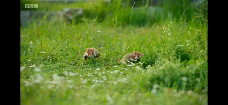 European hamster (Cricetus cricetus) as shown in Seven Worlds, One Planet - Europe